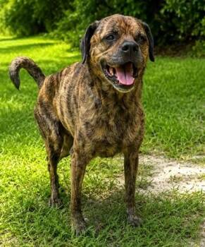 Toby -  Terrier and Mixed Breed Dog for Adoption in Palm Coast, Florida - Toby | PetCurious