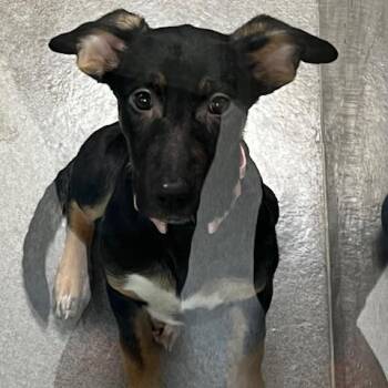 German Shepherd Dog Dogs Available for Adoption - Ophelia | PetCurious