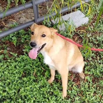 Rescue Mixed Breed Dogs for Adoption in Corsicana, Texas - Frenchie D46941 | PetCurious