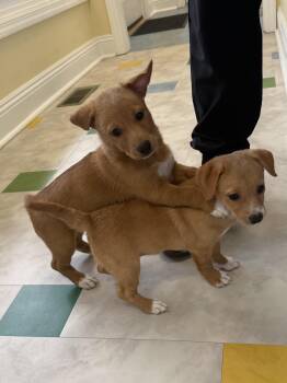 Corgi and Terrier Dogs Available for Adoption - Isabella  | PetCurious