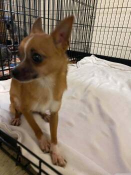Rescue Chihuahua Dogs for Adoption in Lewistown, Pennsylvania - Butch | PetCurious