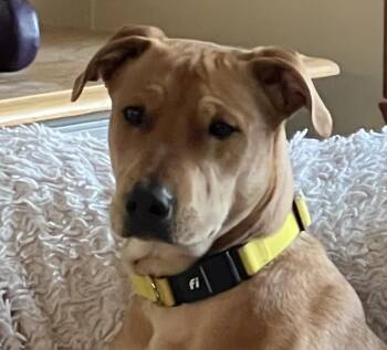 Labrador Retriever Dogs Available for Adoption - Tucker Loyal | PetCurious