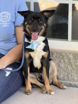 Gulliver -  Mixed Breed Dog for Adoption in Meherrin, Virginia - Gulliver | PetCurious