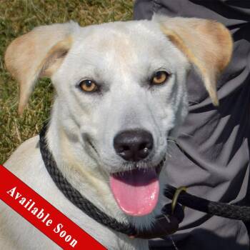 Rescue Yellow Labrador Retriever and Catahoula Leopard Dog Dogs for Adoption in Huntley, Illinois - Clyde | PetCurious