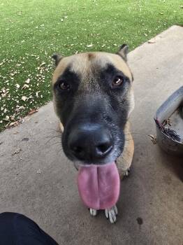 Rescue Shepherd Dogs for Adoption in Allen, Texas - Franklin | PetCurious