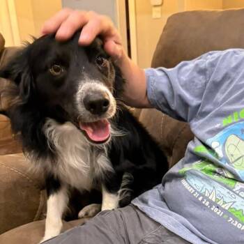 Border Collie Dogs Available for Adoption - Domino | PetCurious
