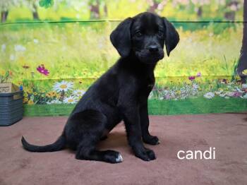 Labrador Retriever Dogs Available for Adoption in Urbana, Ohio - Candi | PetCurious