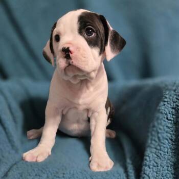 Mixed Breed Dogs Available for Adoption in Olathe, Kansas - Cancelled | PetCurious