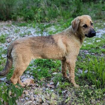 Cheeto -  Tibetan Mastiff Dog for Adoption in Duck River, Tennessee - Cheeto | PetCurious
