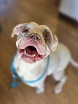 Rescue American Bulldog Dogs for Adoption in Mineral Point, Wisconsin - Tortilla | PetCurious