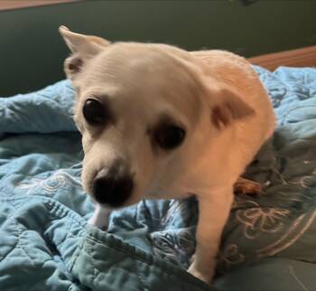 Rescue Chihuahua Dogs for Adoption in Biloxi, Mississippi - Snow Flake | PetCurious