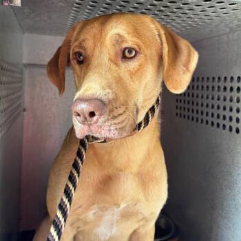 Woodruff -  Labrador Retriever Dog for Adoption in Birmingham, Alabama - Woodruff | PetCurious