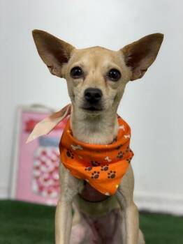 Jane Pawsten-One of our Amazing Rescue Dogs -  Chihuahua and Mixed Breed Dog for Adoption in Carlsbad, California - Jane Pawsten-One Of Our Amazing Rescue Dogs | PetCurious