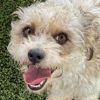 Skittles -  Poodle Dog for Adoption in Hondo, Texas - Skittles | PetCurious