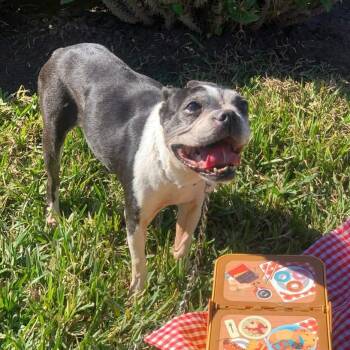 Boston Terrier Dogs Available for Adoption - Zara | PetCurious