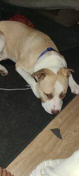 Rescue Labrador Retriever Dogs for Adoption in Wildomar, California - Chance | PetCurious