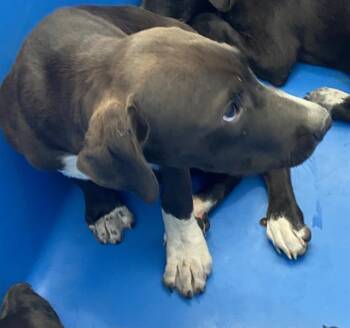 JAY -  Mixed Breed Dog for Adoption in Dallas, Texas - JAY | PetCurious