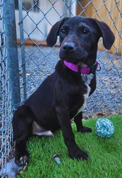 Rescue Hound Dogs for Adoption in Kearneysville, West Virginia - River | PetCurious