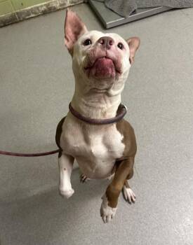 Rescue Pit Bull Terrier Dogs for Adoption in Indianapolis, Indiana - SKYLAR | PetCurious