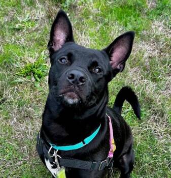Rescue Mixed Breed Dogs for Adoption in Troutdale, Oregon - Logan | PetCurious