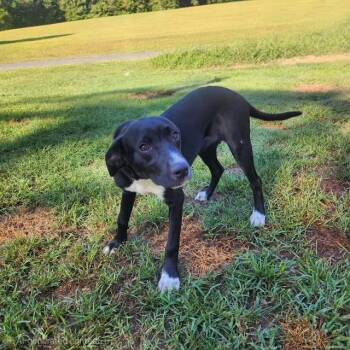 Elodie -  Labrador Retriever Dog for Adoption in Manhasset, New York - Elodie | PetCurious