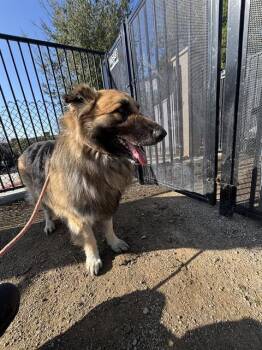 German Shepherd Dog Dogs Available for Adoption - ZEUS | PetCurious