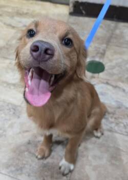 Halo -  Golden Retriever Dog for Adoption in Sedalia, Colorado - Halo | PetCurious