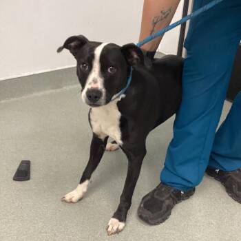 Terrier Dogs Available for Adoption - Panda | PetCurious