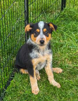 Australian Cattle Dog Blue Heeler Dogs Available for Adoption in Indianapolis, Indiana - Sparkplug | PetCurious