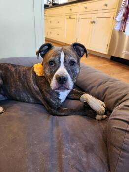 Rescue Pit Bull Terrier Dogs for Adoption in Acushnet, Massachusetts - Athena | PetCurious