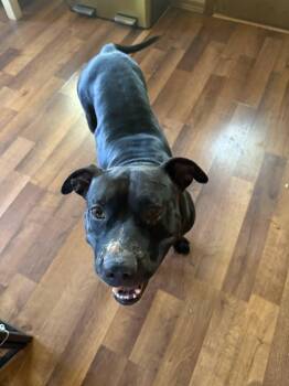 Tank -  Pit Bull Terrier and Mixed Breed Dog for Adoption in Dysart, Iowa - Tank | PetCurious