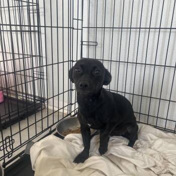 Bella 4865 -  Mixed Breed Dog for Adoption in Loxahatchee Groves, Florida - Bella 4865 | PetCurious