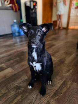 Grandview -  Collie Dog for Adoption in New London, Wisconsin - Grandview | PetCurious