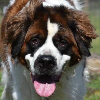 Saint Bernard Dogs Available for Adoption in Auburn, Nebraska - King Alaric | PetCurious