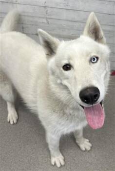 OREO -  Siberian Husky and German Shepherd Dog Dog for Adoption in San Bernardino, California - OREO | PetCurious