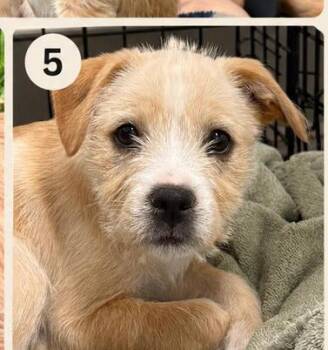 Tweety -  Mixed Breed Dog Available for Adoption in Eutawville, South Carolina - Tweety | PetCurious