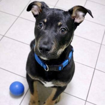 Shepherd Dogs Available for Adoption - Milton | PetCurious