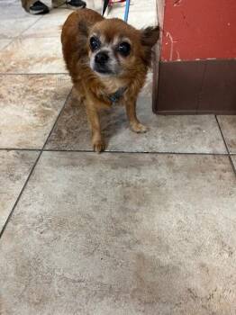 Flea -  Mixed Breed Dog for Adoption in Cincinnati, Ohio - Flea | PetCurious
