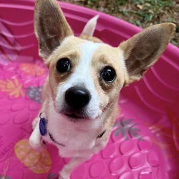 Chihuahua Dogs Available for Adoption in Hillsborough, North Carolina - Sprocket | PetCurious