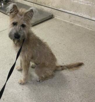 TORI -  Terrier and Mixed Breed Dog for Adoption in Riverside, California - TORI | PetCurious