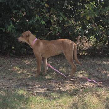 Wolfe -  Mixed Breed Dog for Adoption in Pauls Valley, Oklahoma - Wolfe | PetCurious
