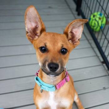Peggy Joe -  Mixed Breed Dog for Adoption in Bradenton, Florida - Peggy Joe | PetCurious