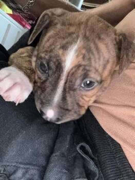 Nitro -  Mixed Breed Dog for Adoption in Wyoming, Michigan - Nitro | PetCurious