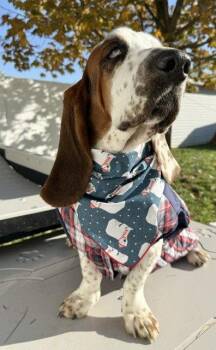 MOMENT -  Basset Hound Dog for Adoption in Hamilton, New Jersey - MOMENT | PetCurious