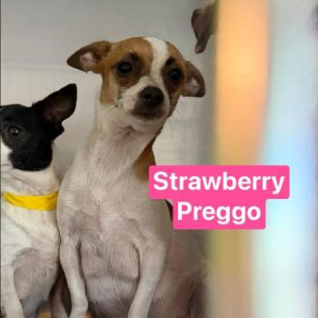 Chihuahua Dogs Available for Adoption in Tampa, Florida - Strawberry | PetCurious