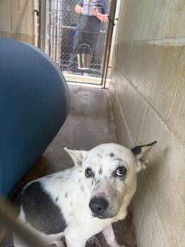 Bandit -  Chihuahua and Mixed Breed Dog for Adoption in Lawrenceburg, Tennessee - Bandit | PetCurious