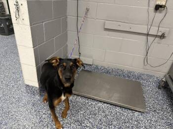 SOPHIE -  Terrier Dog for Adoption in Thousand Palms, California - SOPHIE | PetCurious