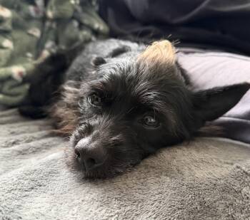 Yorkshire Terrier and Miniature Poodle Dogs Available for Adoption in Lakeport, California - Cali | PetCurious