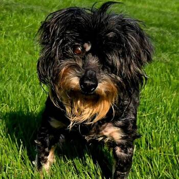 Poodle Dogs Available for Adoption in Ottawa Hills, Ohio - Luke | PetCurious