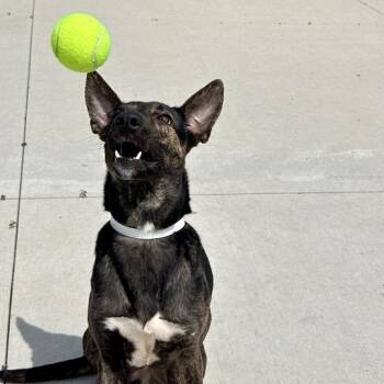 Melody -  Shepherd and Mixed Breed Dog for Adoption in Matteson, Illinois - Melody | PetCurious